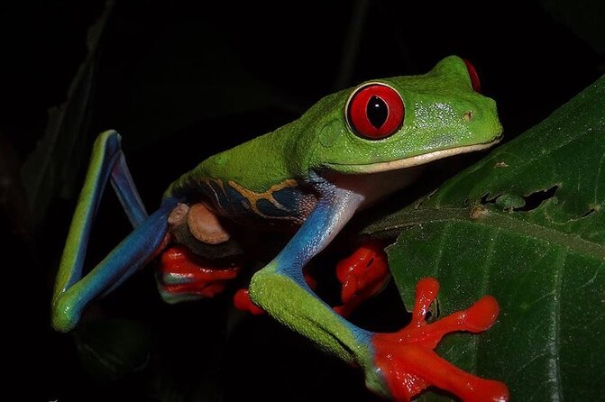 Guided Tour in Manuel Antonio National Park!