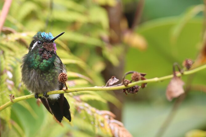 Guided Walk to the Monteverde Cloud Forest Preserve