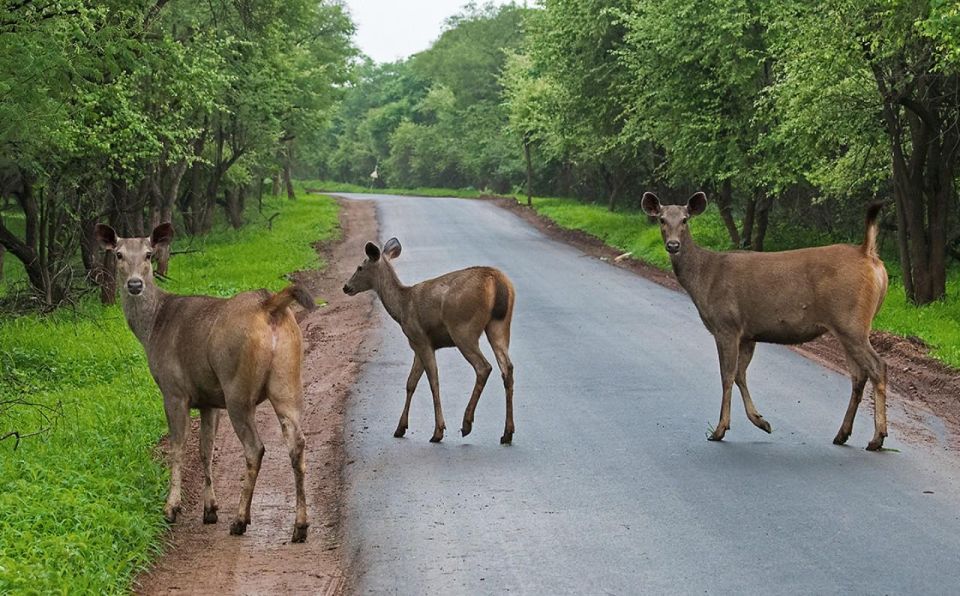 Gujarat: Devalia Park ( Devaliya ) Guided Jeep Safari