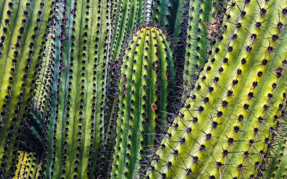 Half-Day Bicycle Tour by Baja California Desert