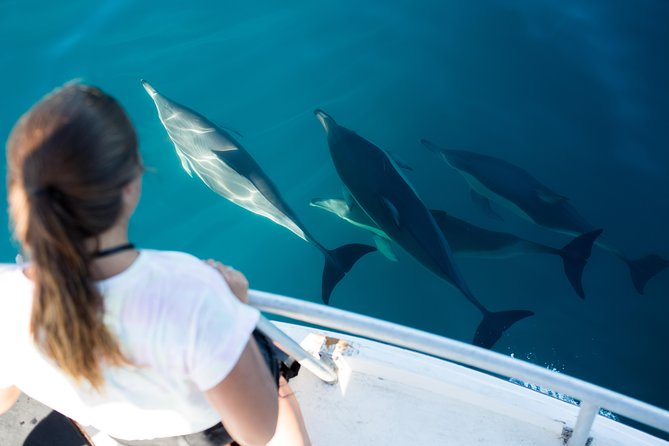 Half Day Dolphin Watching Cruise (Departing From Rotorua) - Overview of the Cruise