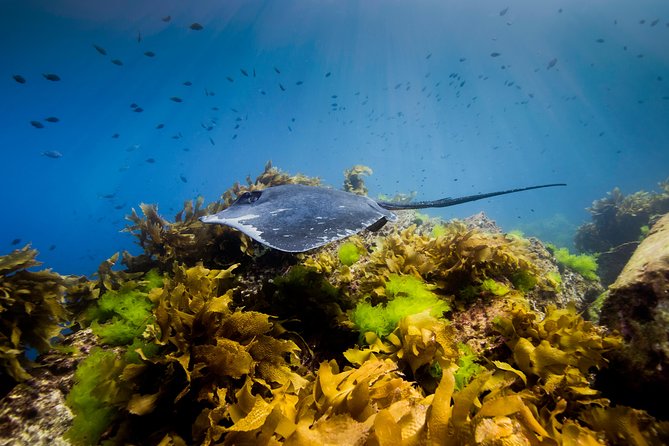 Half Day Guided Dive Tour, Goat Island Marine Reserve