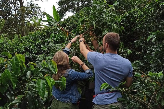 Half Day Private Coffee Tour Near Medellín