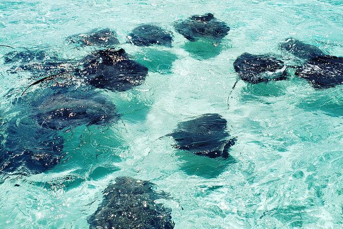 Half-Day Private Stingray City Charter in Cayman Islands