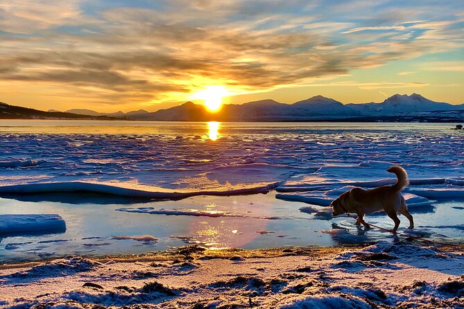 Half-Day Scenic Wildlife & Photographic Fjord Tour.