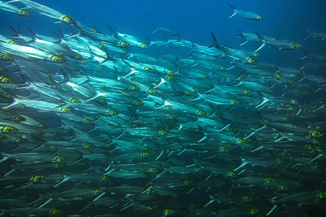 Half-Day Snorkeling Experience in Tamarindo