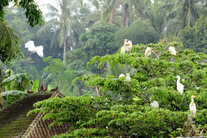 Half Day Ubud Tour: Ubud Unique Spots