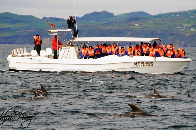 Half-Day Whale and Dolphin Watching Tour in Ponta Delgada