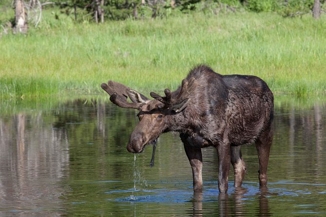 Half-Day Wildlife Safari Tour in Grand Teton National Park