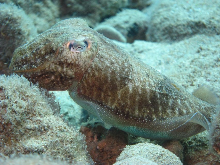 Hersonissos, Stalida: Beginner Scuba Diving Experience