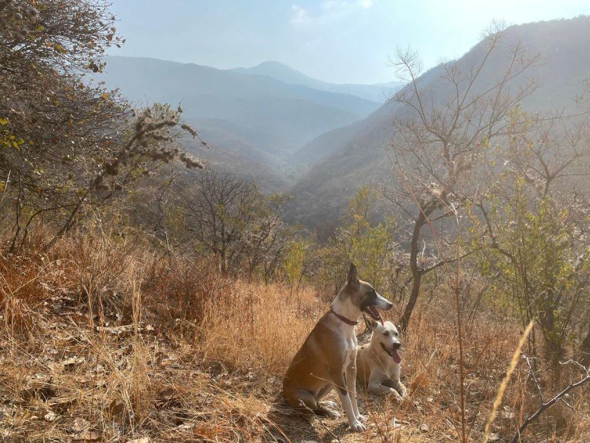 Hidden Hiking Trails With Dogs at the Sierra Norte Monutains