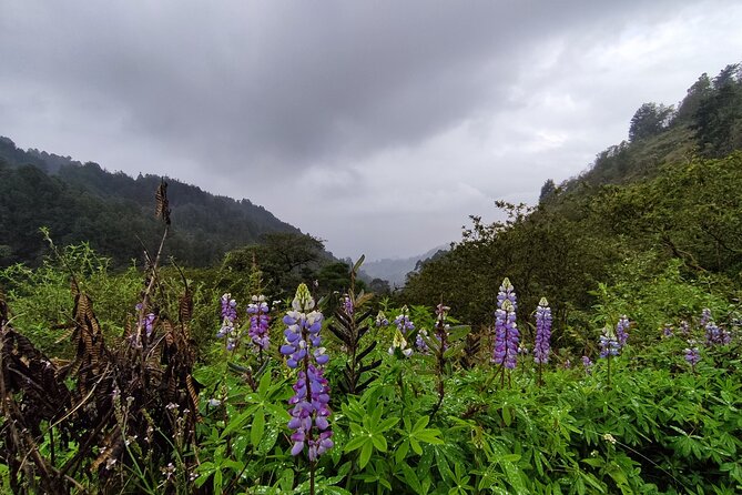 Hiking Mountains and Magical Forests