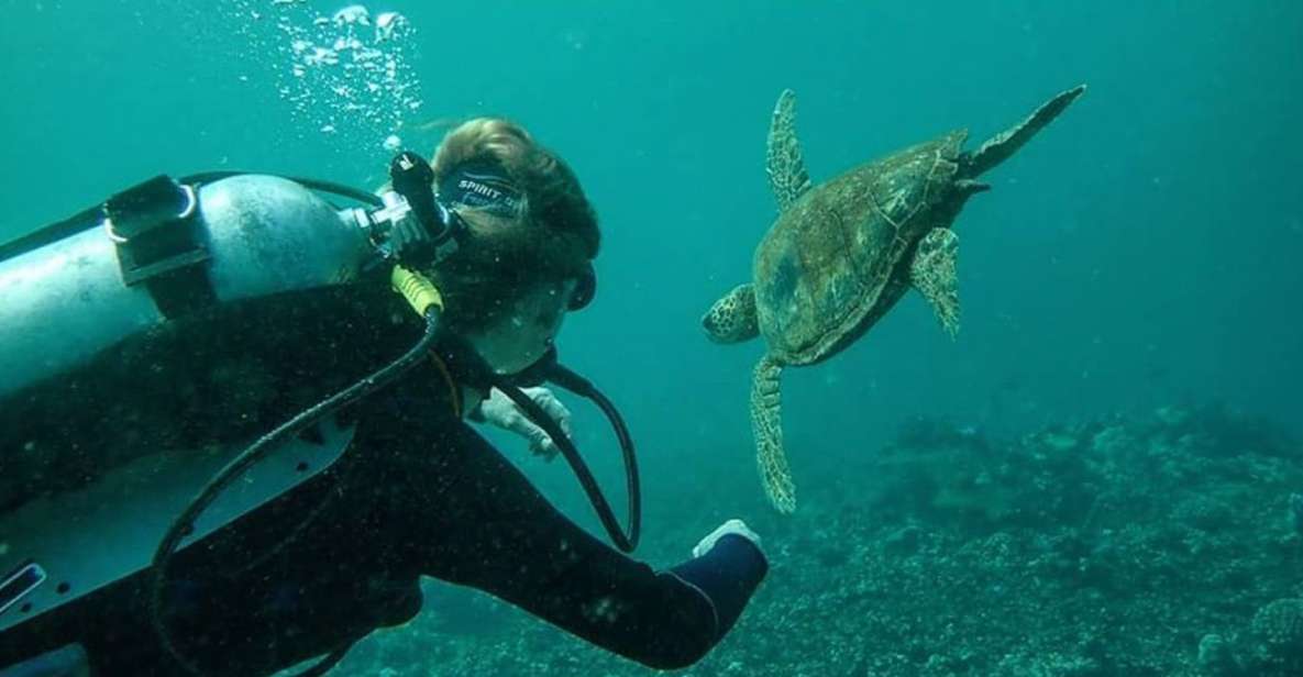 Hilo: 1-Tank Certified Beach Dive at Sea Turtle Cove