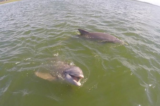 Hilton Head Dolphin Tour With Stop at Disappearing Island - Highlights of the Tour