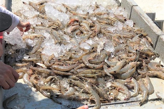 Hilton Head Shrimp Trawling Boat Cruise - Overview of the Cruise