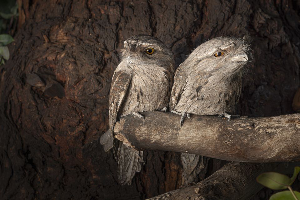 Hobart: Bonorong Wildlife Sanctuary Guided Night Tour