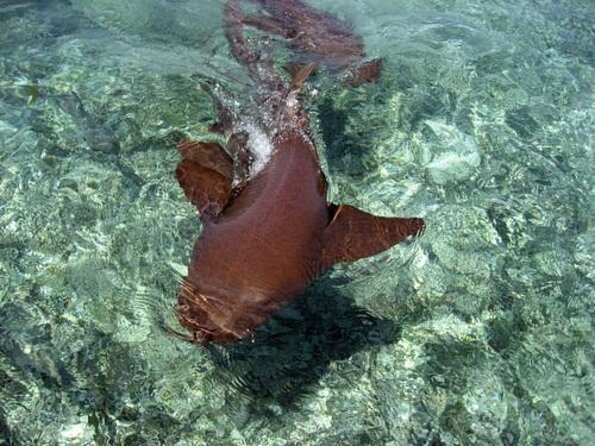 Hol Chan Marine Reserve Snorkel and Caye Caulker Tour 40 Sirena Azul Sailboat