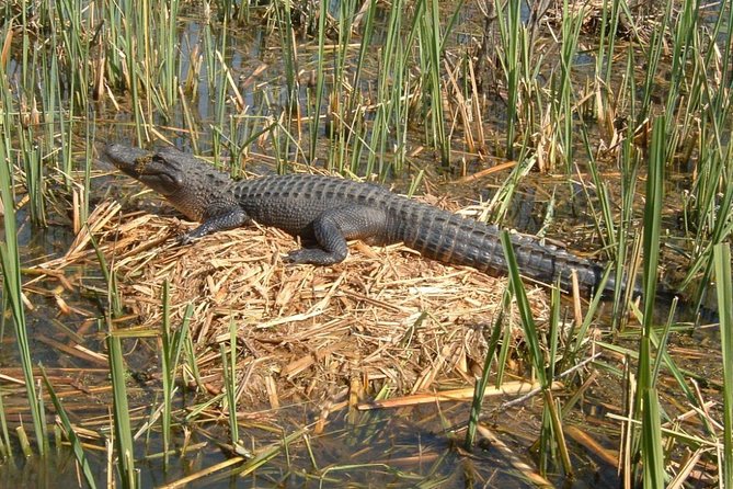 Honey Island Swamp Boat Tour With Transportation From New Orleans - Tour Overview