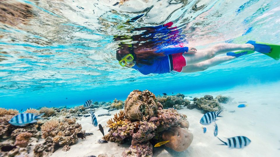 Honolulu: Hanauma Bay State Park Snorkeling Trip