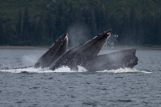 Hoonah Whale Tours