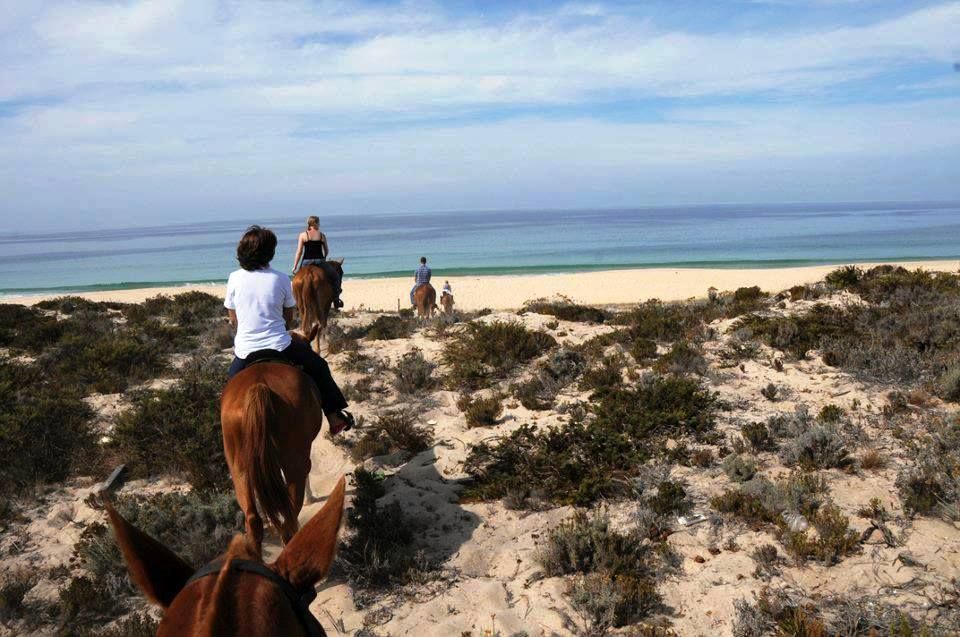 Horse Riding on the Beach With Private Transfer From Lisbon