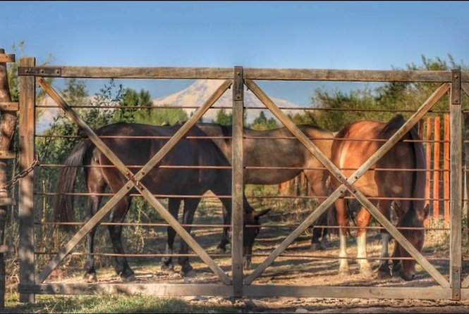 Horseback Ride Through Vineyards Followed by Gourmet Lunch