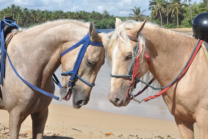 Horseback Riding Tour on the Beaches of Punta Cana