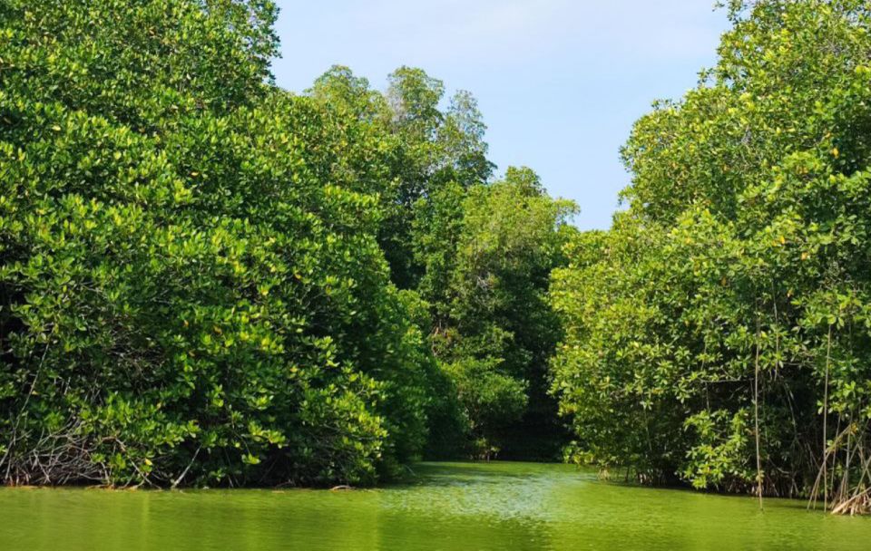 Huatulco: Laguna De Chacahua Exploration - Exploring Mangrove Mazes