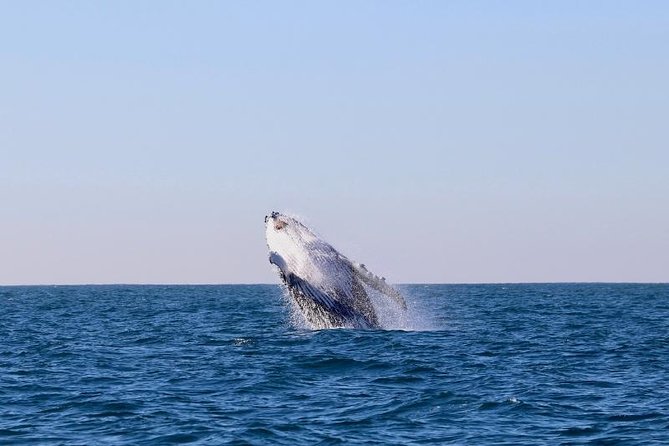 Humpback Whale Encounter Tour From Newcastle