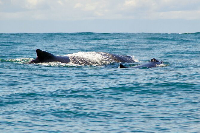 Humpback Whale Watching in Bahia Málaga, Colombia