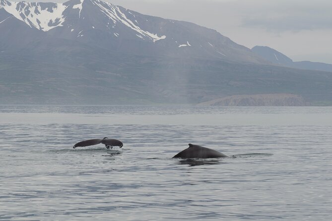 Husavik Family-Owned and Operated Whale Watching