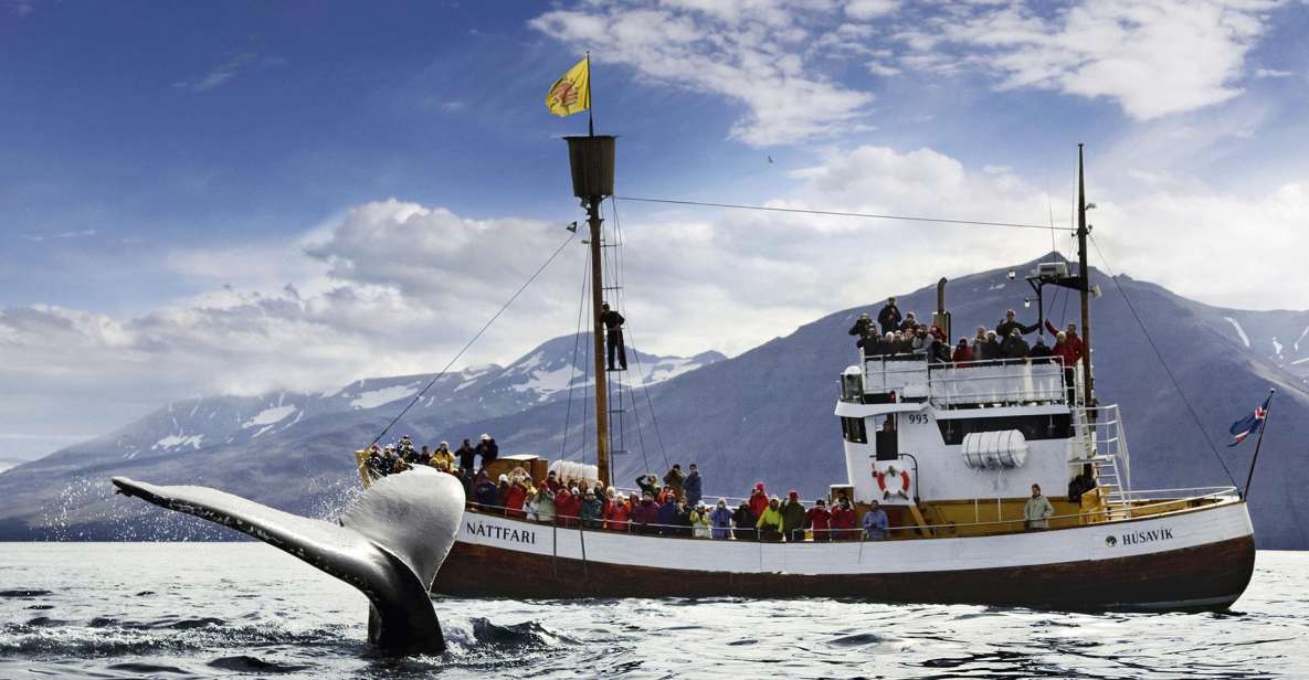 Húsavík: Whale-Watching Cruise and Puffins Guided Tour