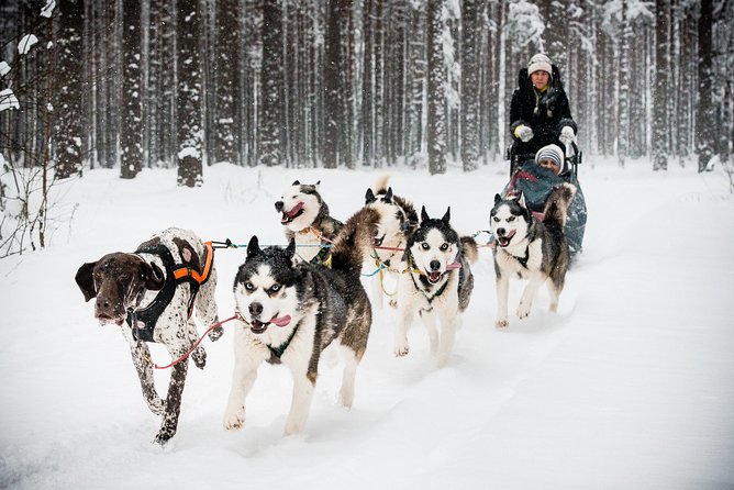 Husky Dog Sledding Tour From Riga