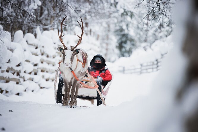 Husky, Reindeer Farm and Santa Village Experience