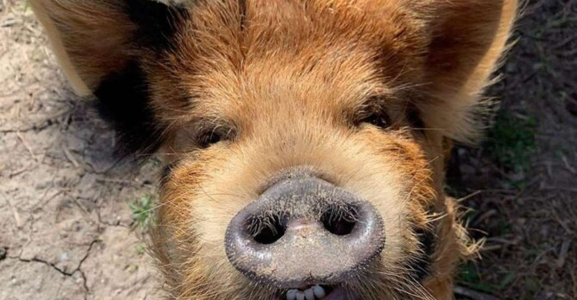 Hutto: Kunekune Pig Farm Tour - Tour Details