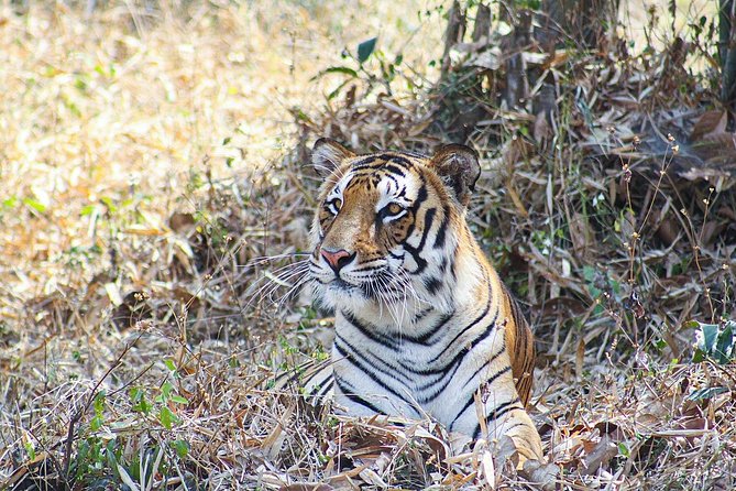 Indias Golden Triangle Tour With Tigers – ALL INCLUSIVE