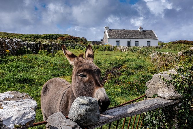 Inis Mór (Aran Islands) Day Trip: Return Ferry From Rossaveel, Galway