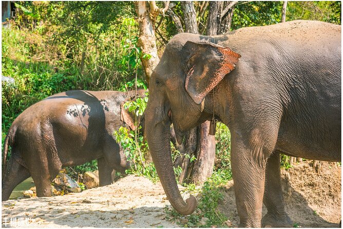 Inthanon Heaven Trail (Living Green Elephant Sanctuary) - Chiang Mais Elephant Sanctuary