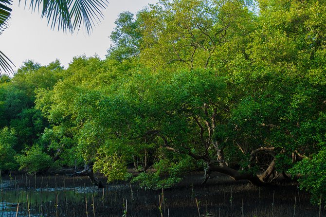 Into the Mangroves: Calicut Mangrove Trail by Tyndis