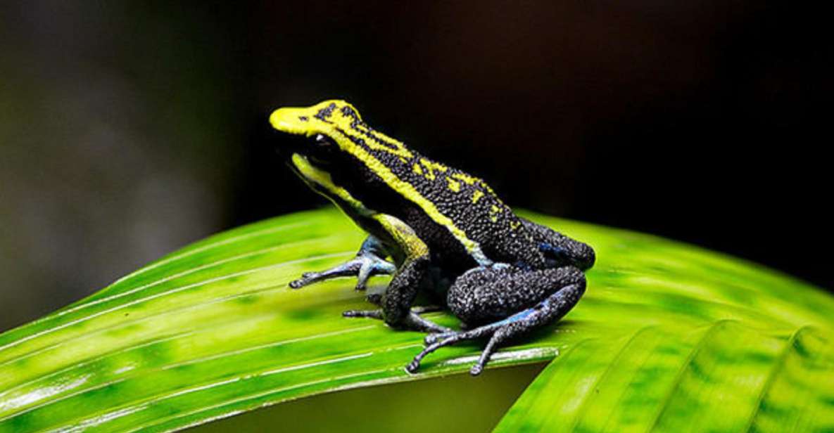 Iquitos: Full-Day Poisonous Frogs Valley Tour