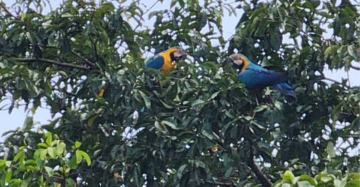 Iquitos: Full Day Wildlife in the Amazon