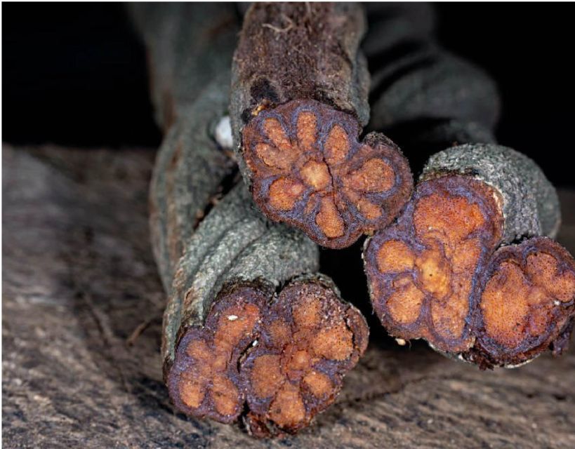 Iquitos: Healing Treatment With Ayahuasca | 1 Ceremony