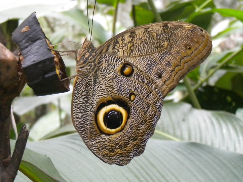 Iquitos: Pilpintuwasi Butterfly Farm Tour