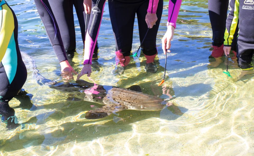 Irukandji Entry Pass & Zebra Shark Encounter