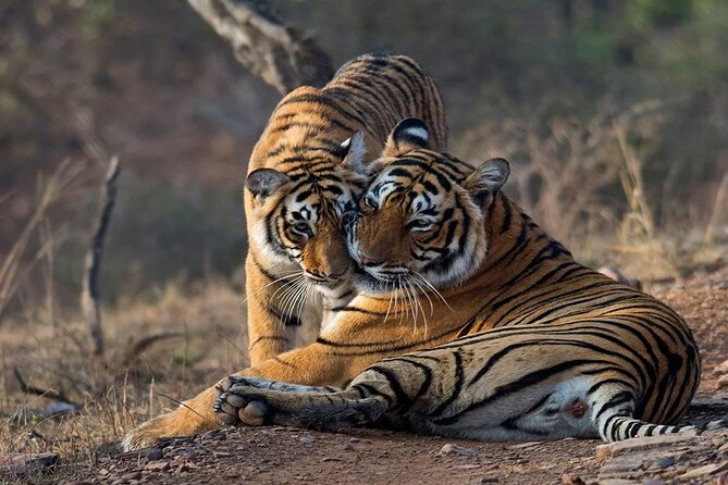 Jaipur to Ranthambore National Park Day Tour – All Inclusive