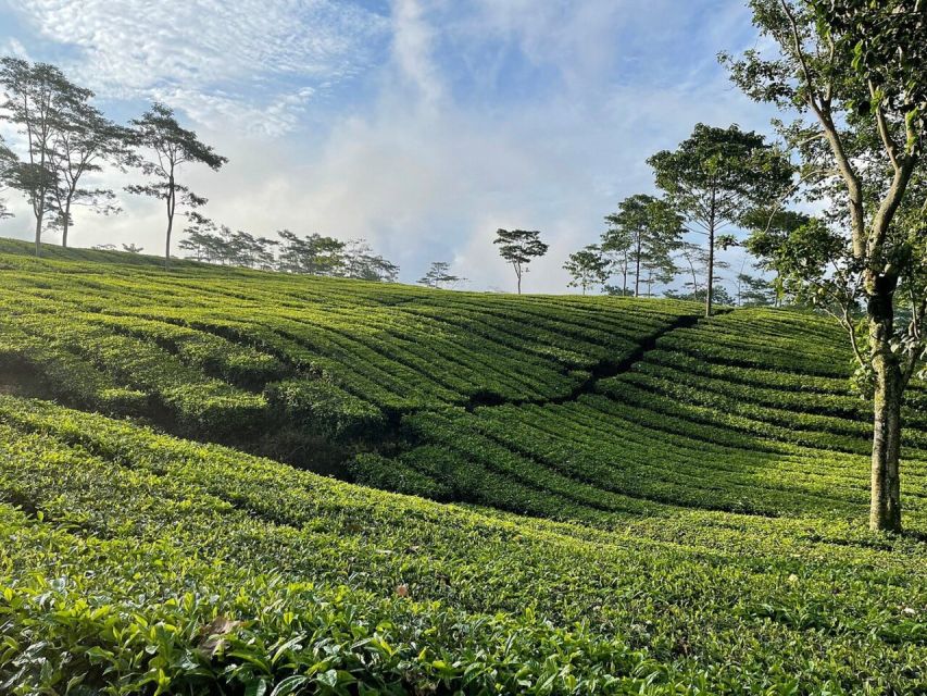 Jakarta: Volcano, Tea/Rice Fields, Hot Spring, Local Food