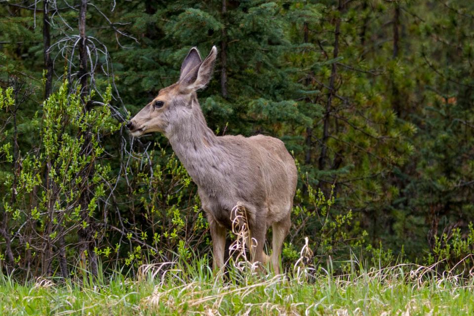 Jasper: Wildlife and Waterfalls Tour With Lakeshore Hike