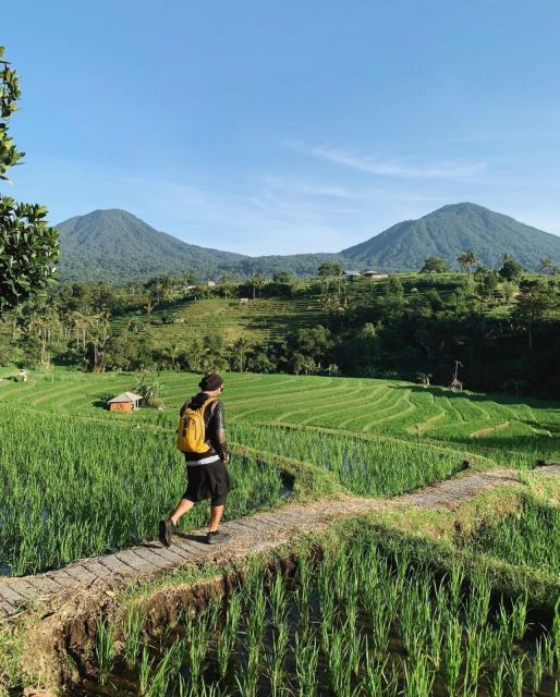 Jatiluwih Rice Terrace Mongky Forest and Baliswing West Tour