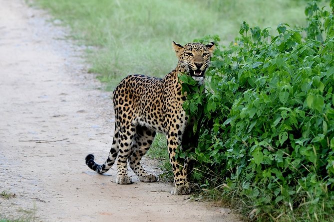 Jhalana Panther Safari Park Private Tour in Jaipur