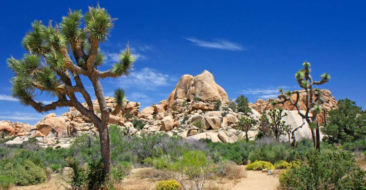 Joshua Tree National Park: Self-Driving Audio Tour - Exploring Cahuilla Tribes Legacy